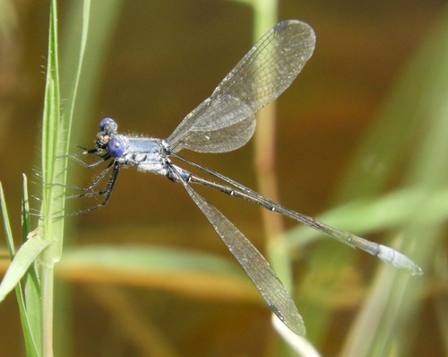 Dark Spreadwing