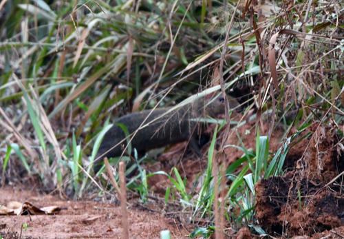 Brown Agouti