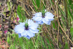 Nigella damascena
