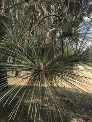 Pinus pinaster