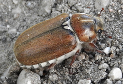 Anoxia asiatica