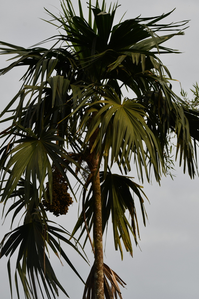 Chelyocarpus