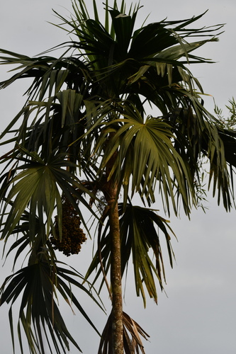 Chelyocarpus chuco
