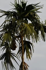 Chelyocarpus chuco
