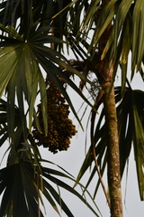 Chelyocarpus chuco, photograph (c) Vincent A. Vos, some rights reserved (CC BY)