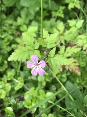Geranium robertianum