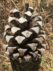 Pinus pinaster