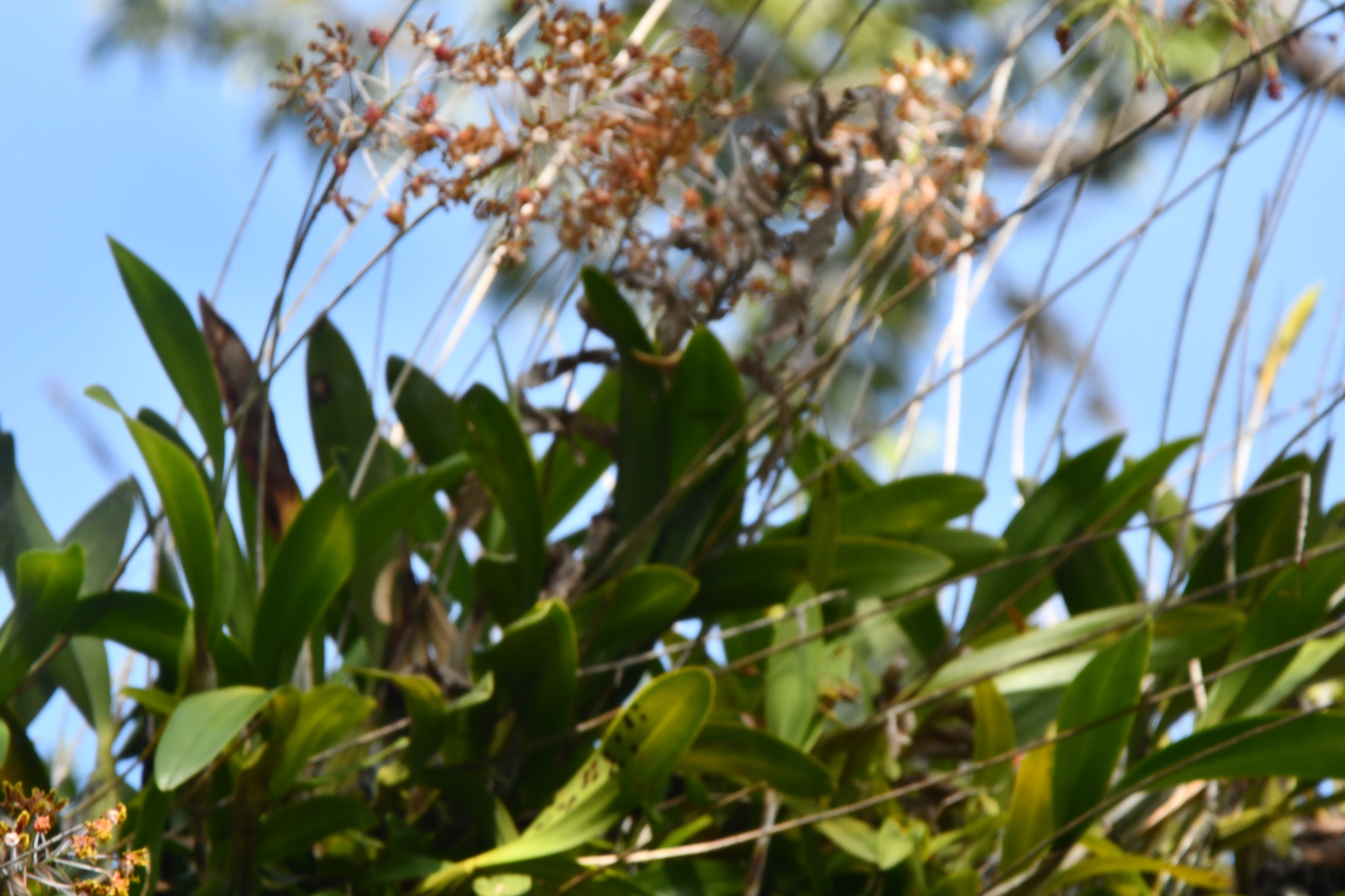 Laelia marginata