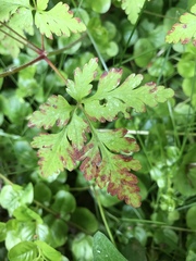 Geranium robertianum