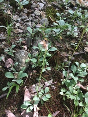Antennaria plantaginifolia