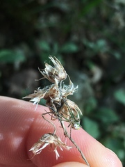 Antennaria plantaginifolia