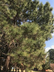 Pinus