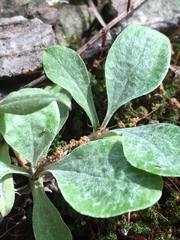 Antennaria plantaginifolia