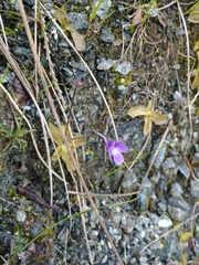 Pinguicula macroceras