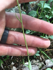 Antennaria plantaginifolia