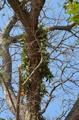 Myrmecophila tibicinis