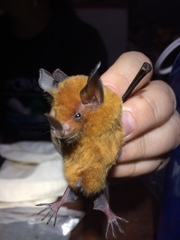 Trinycteris nicefori