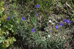 Campanula scheuchzeri