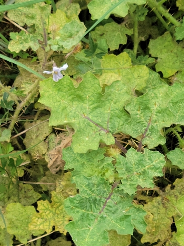 Image of Solanum campechiense by (c) johnyochum, some rights reserved (CC BY)