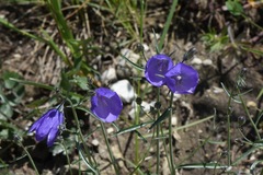 Campanula scheuchzeri