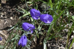 Campanula scheuchzeri