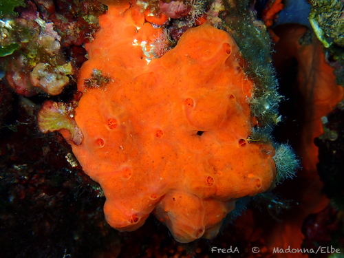 Oyster Sponge, photo 2 of 9