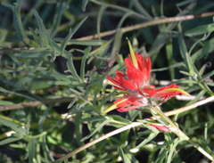 Castilleja affinis