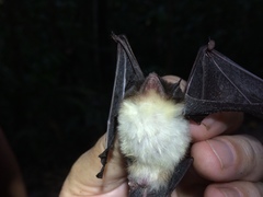 Thyroptera tricolor