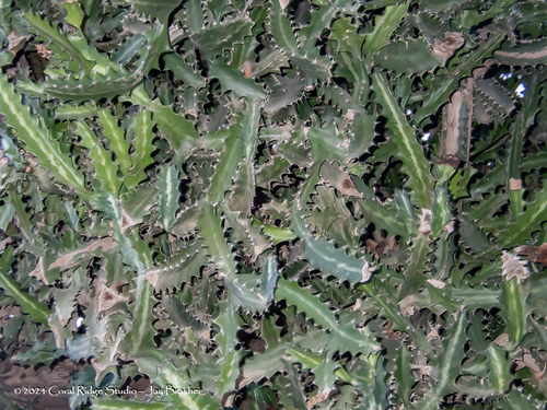 Euphorbia lactea