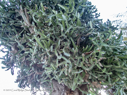 Euphorbia lactea