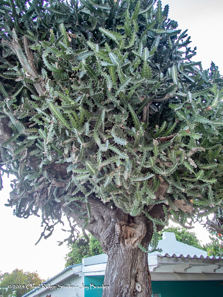 Euphorbia lactea Haw.