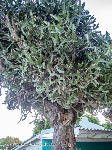 Euphorbia lactea