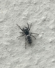 Salticus zebraneus