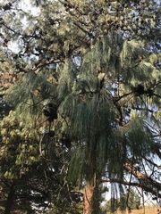 Pinus patula