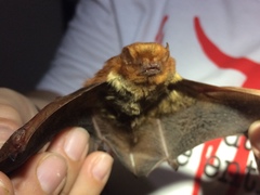 Lasiurus blossevillii