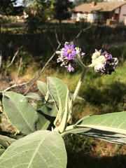 Solanum mauritianum