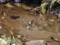 Sataspes xylocoparis