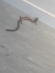 Ablepharus kitaibelii