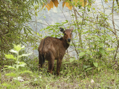 Himalayan Goral photo 3