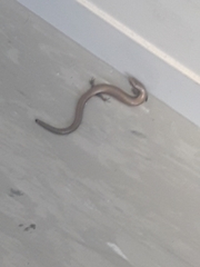 Ablepharus kitaibelii