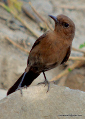 Oenanthe fusca