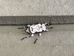 Leptostylus asperatus