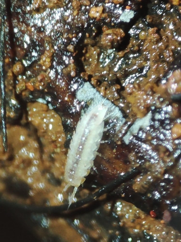 Trichoniscus bassoti