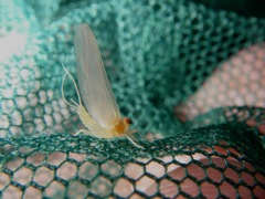 Ephemerella dorothea