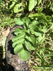 Pastinaca