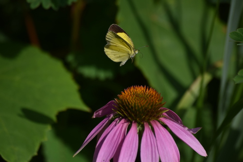 Little Yellow photo 4