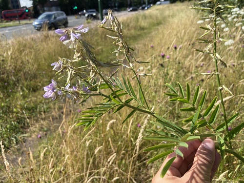 Professor-weed (Galega officinalis)