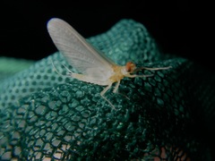 Ephemerella dorothea