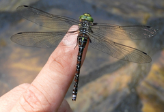 Caliaeschna microstigma