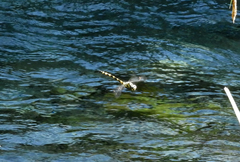 Cordulegaster insignis